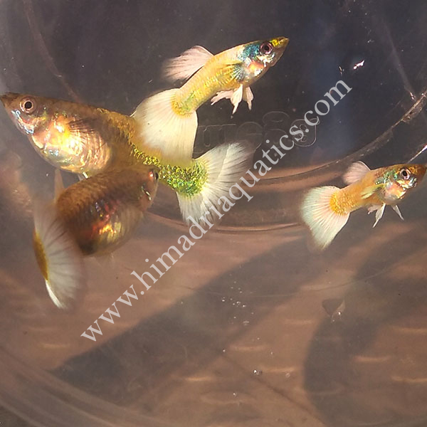 Electric Blue Guppy Pair Buy Aquarium Plants and Aquarium Fishes Online